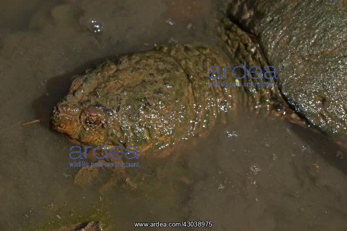  : Snapping Turtle