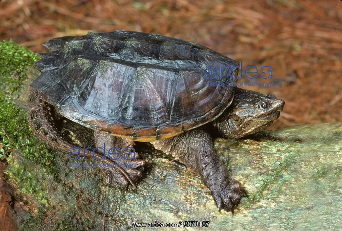 : Snapping Turtle : Snapping Turtle