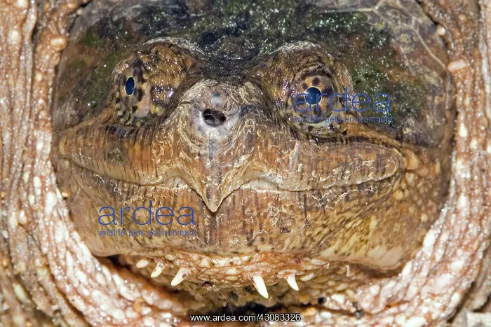 : Snapping Turtle : Snapping Turtle