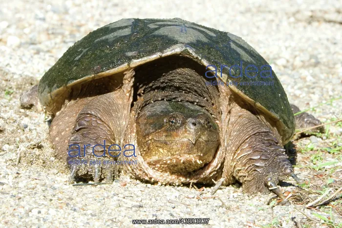 : Snapping Turtle : Snapping Turtle