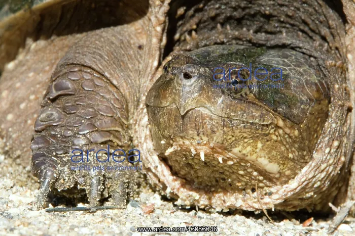 : Snapping Turtle : Snapping Turtle