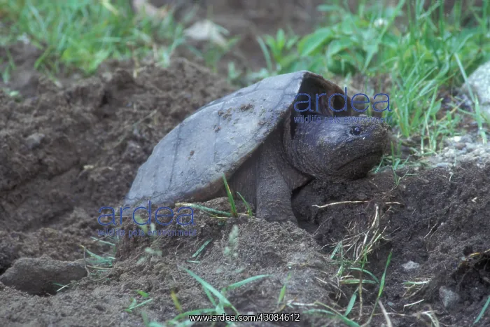 : Snapping Turtle : Snapping Turtle