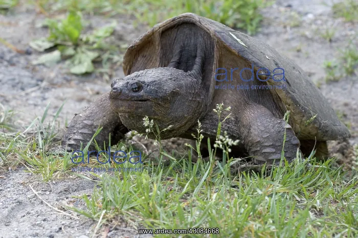 : Snapping Turtle : Snapping Turtle