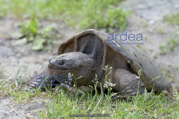 : Snapping Turtle : Snapping Turtle
