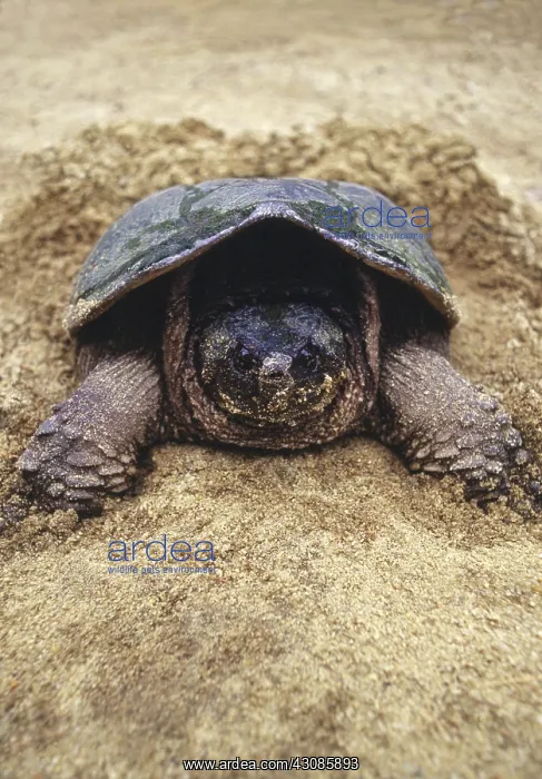 : Snapping Turtle : Snapping Turtle