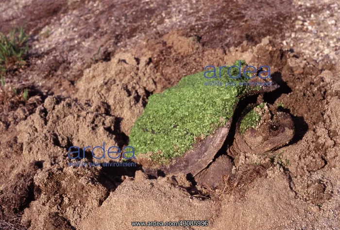 : Snapping Turtle : Snapping Turtle