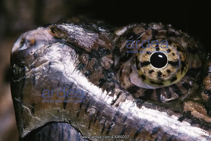 : Snapping Turtle : Snapping Turtle