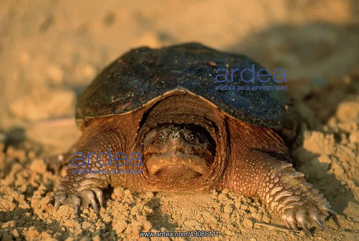 : Snapping Turtle : Snapping Turtle