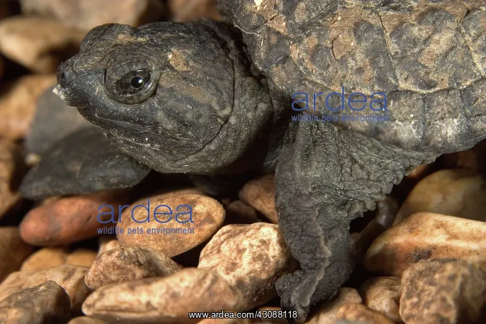 : Snapping Turtle : Snapping Turtle