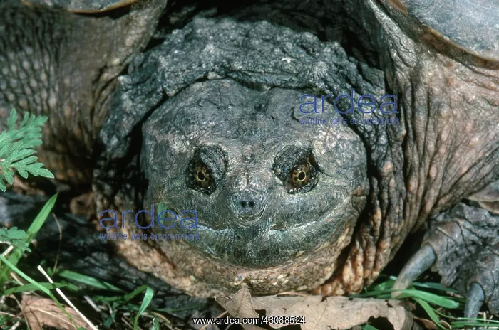  : Snapping Turtle