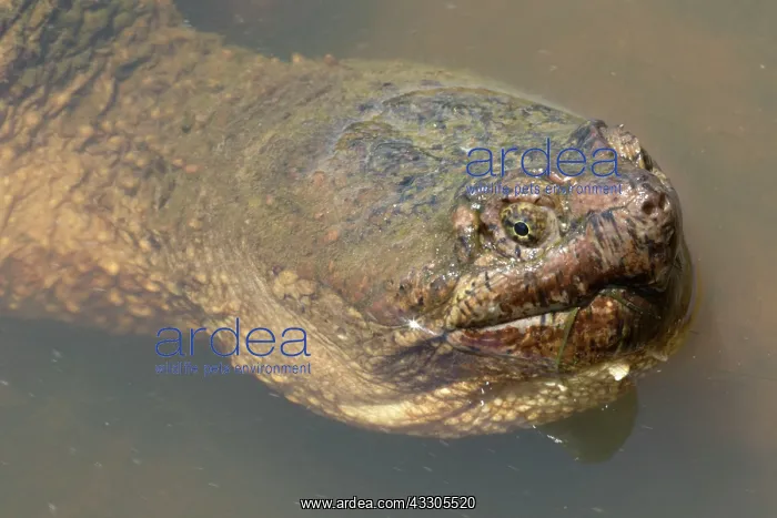  : Snapping Turtle
