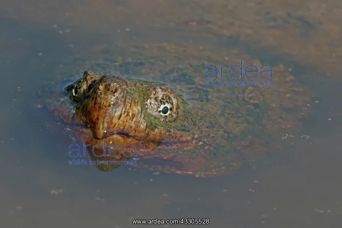  : Snapping Turtle