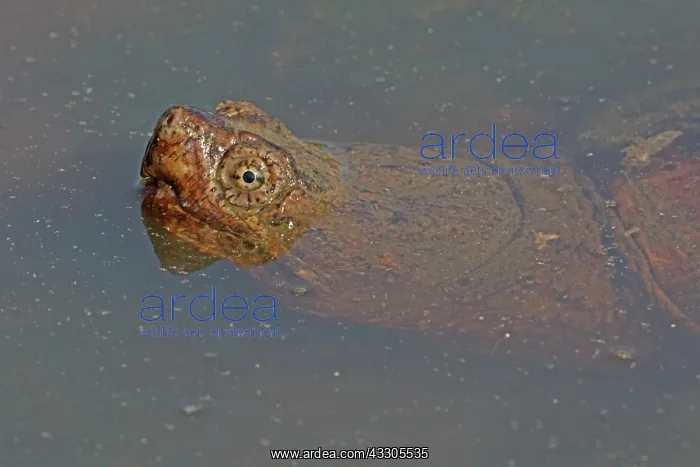 : Snapping Turtle : Snapping Turtle