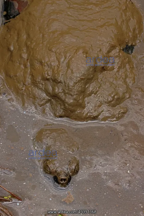 : snapping turtle, buried in mud, Chelydra serpentina : snapping turtle, buried in mud, Chelydra serpentina