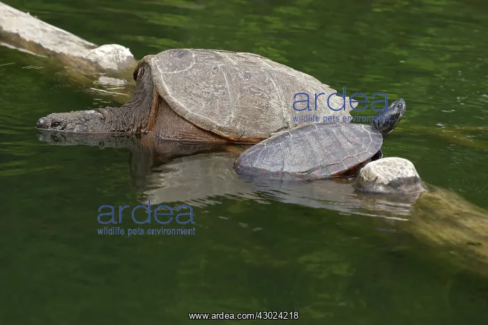 : Snapping turtle, Chelydra serpentina, basking on log, wi : Snapping turtle, Chelydra serpentina, basking on log, wi