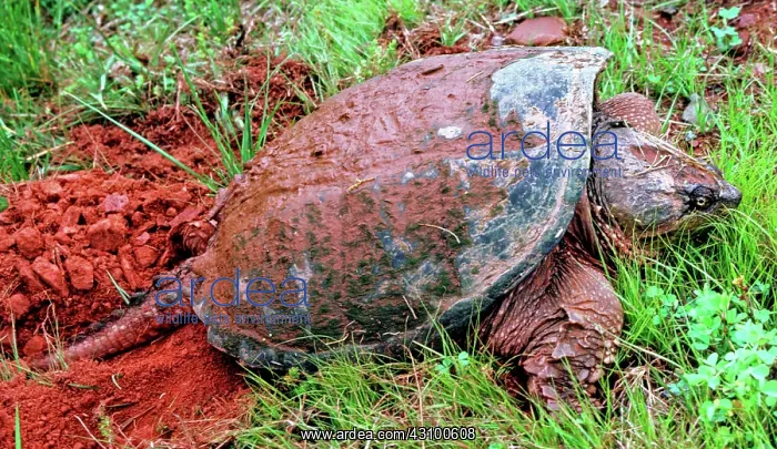 : Snapping Turtle (Chelydra serpentina) : Snapping Turtle (Chelydra serpentina)