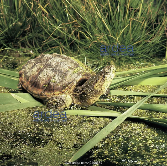 : Snapping Turtle (Chelydra serpentina) : Snapping Turtle (Chelydra serpentina)