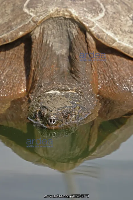 : Snapping turtle, Chelydra serpentina, basking on log, wi : Snapping turtle, Chelydra serpentina, basking on log, wi