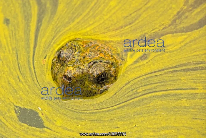 : snapping turtle, Chelydra serpentina, and algal : snapping turtle, Chelydra serpentina, and algal
