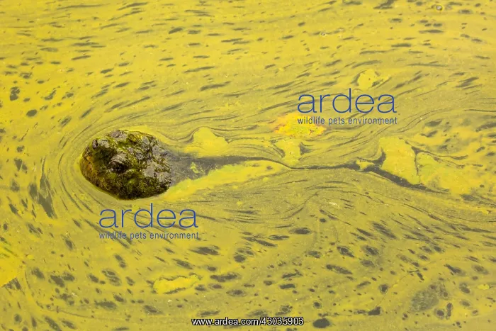 : snapping turtle, Chelydra serpentina, and algal : snapping turtle, Chelydra serpentina, and algal
