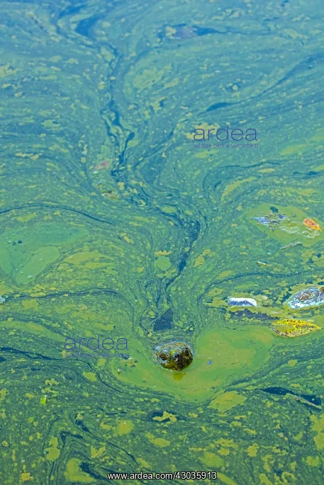 : snapping turtle, Chelydra serpentina, and algal : snapping turtle, Chelydra serpentina, and algal