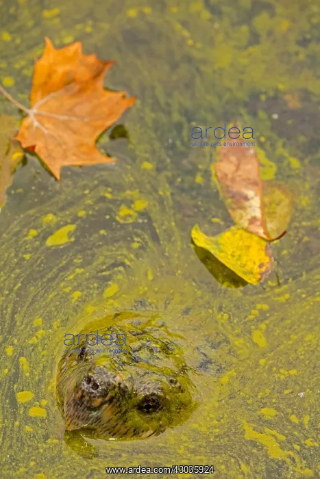 : snapping turtle, Chelydra serpentina, and algal : snapping turtle, Chelydra serpentina, and algal