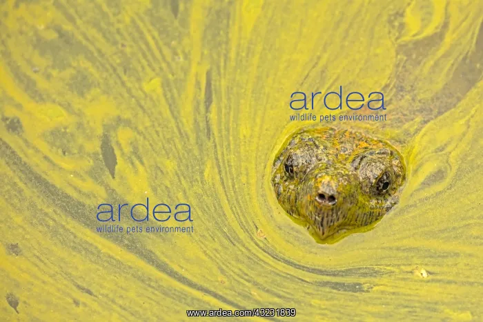 : snapping turtle, Chelydra serpentina, and algal : snapping turtle, Chelydra serpentina, and algal