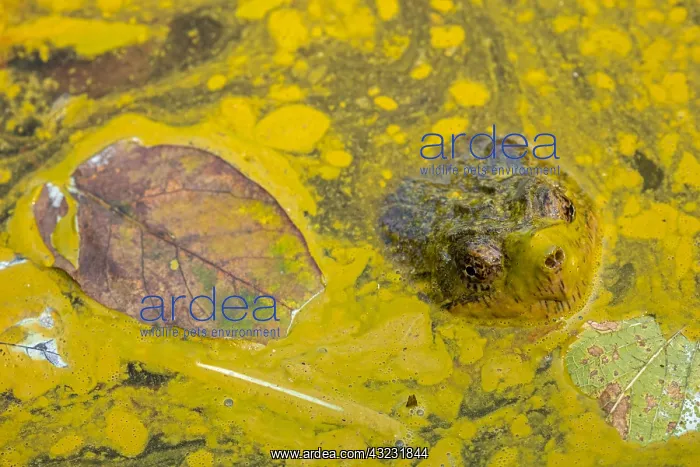 : snapping turtle, Chelydra serpentina, and algal : snapping turtle, Chelydra serpentina, and algal