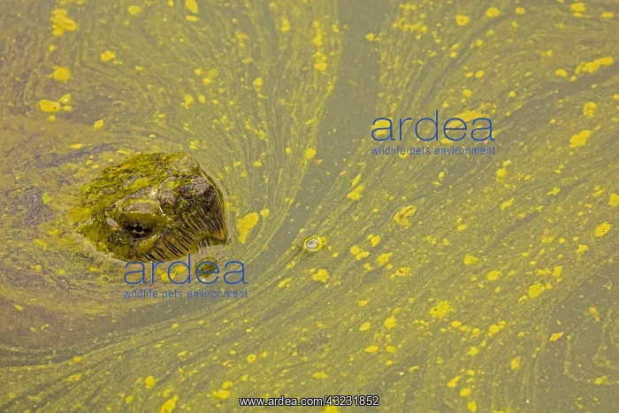 : snapping turtle, Chelydra serpentina, and algal : snapping turtle, Chelydra serpentina, and algal