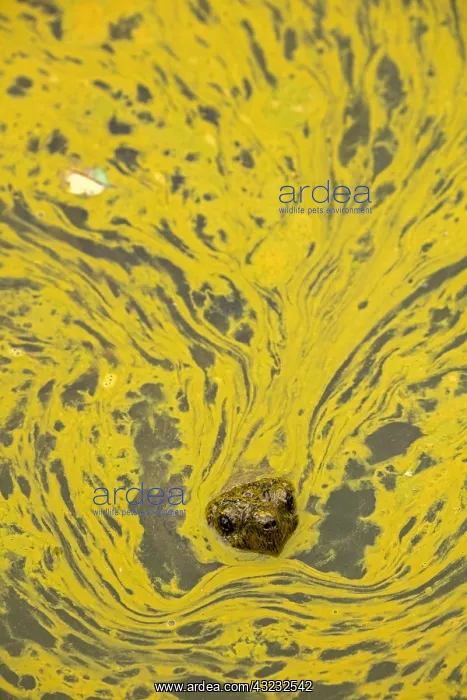  : snapping turtle, Chelydra serpentina, and algal