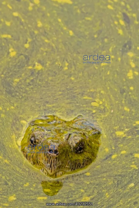 : snapping turtle, Chelydra serpentina, and algal : snapping turtle, Chelydra serpentina, and algal
