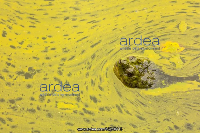 : snapping turtle, Chelydra serpentina, and algal : snapping turtle, Chelydra serpentina, and algal