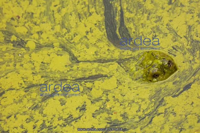 : snapping turtle, Chelydra serpentina, and algal : snapping turtle, Chelydra serpentina, and algal