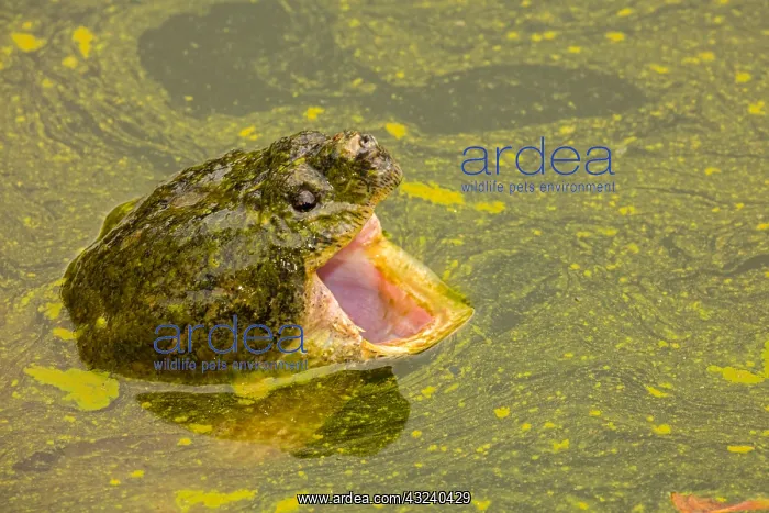 : snapping turtle, Chelydra serpentina, and algal : snapping turtle, Chelydra serpentina, and algal
