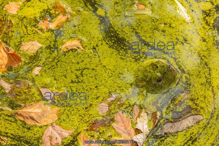 : snapping turtle, Chelydra serpentina, and algal : snapping turtle, Chelydra serpentina, and algal