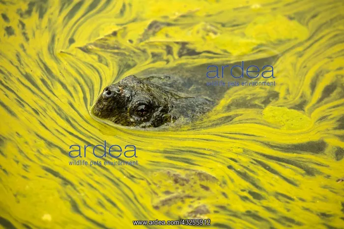 : snapping turtle, Chelydra serpentina, and algal : snapping turtle, Chelydra serpentina, and algal