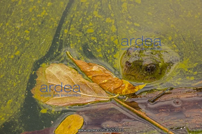 : snapping turtle, Chelydra serpentina, and algal : snapping turtle, Chelydra serpentina, and algal