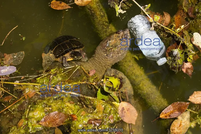 : snapping turtle, Chelydra serpentina, and, painted : snapping turtle, Chelydra serpentina, and, painted