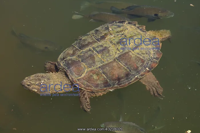 : snapping turtle, Chelydra serpentina, and Bluegills : snapping turtle, Chelydra serpentina, and Bluegills