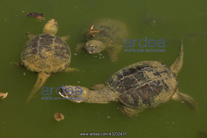 : Snapping turtle, Chelydra serpentina, Maryland : Snapping turtle, Chelydra serpentina, Maryland