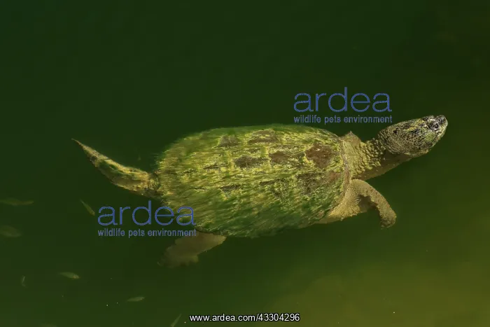 : Snapping turtle, Chelydra serpentina, Maryland : Snapping turtle, Chelydra serpentina, Maryland