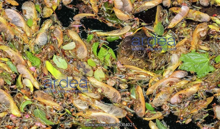 : Snapping turtle, Chelydra serpentina, May, water : Snapping turtle, Chelydra serpentina, May, water