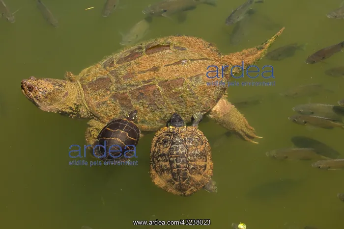 : snapping turtle, Chelydra serpentina, and painted : snapping turtle, Chelydra serpentina, and painted