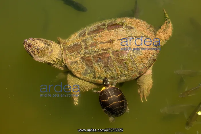 : snapping turtle, Chelydra serpentina, and painted : snapping turtle, Chelydra serpentina, and painted