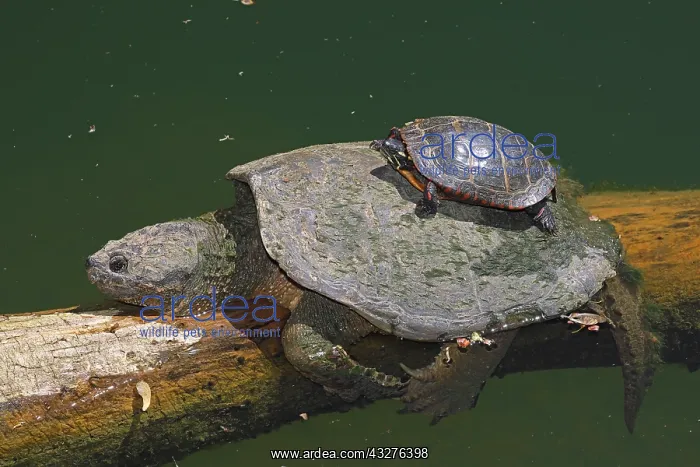 : Snapping turtle, Chelydra serpentina, and painted : Snapping turtle, Chelydra serpentina, and painted
