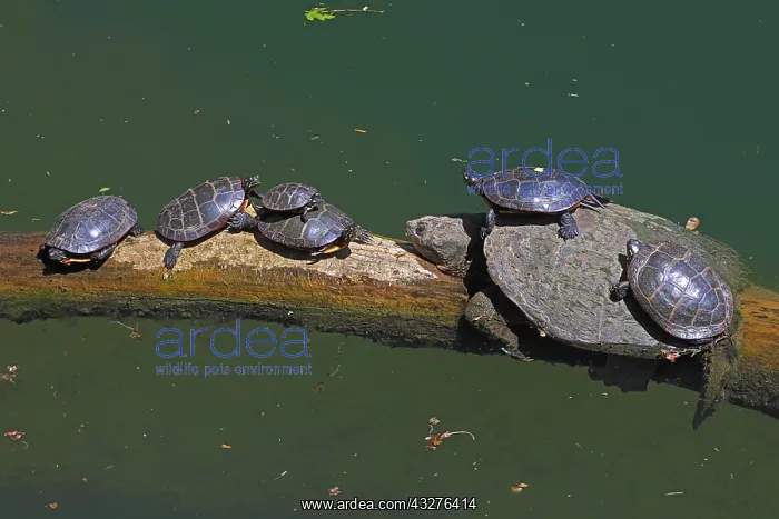 : Snapping turtle, Chelydra serpentina, and painted : Snapping turtle, Chelydra serpentina, and painted