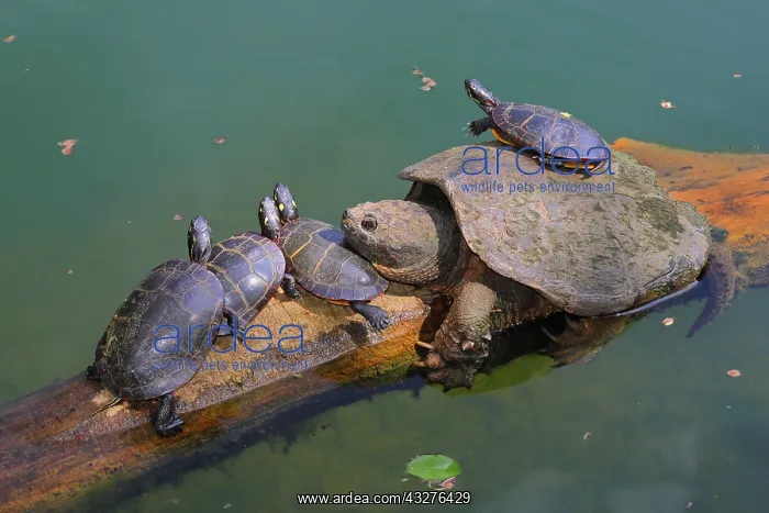 : Snapping turtle, Chelydra serpentina, and painted : Snapping turtle, Chelydra serpentina, and painted