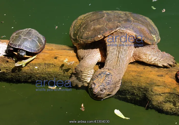  : Snapping turtle, Chelydra serpentina, and painted