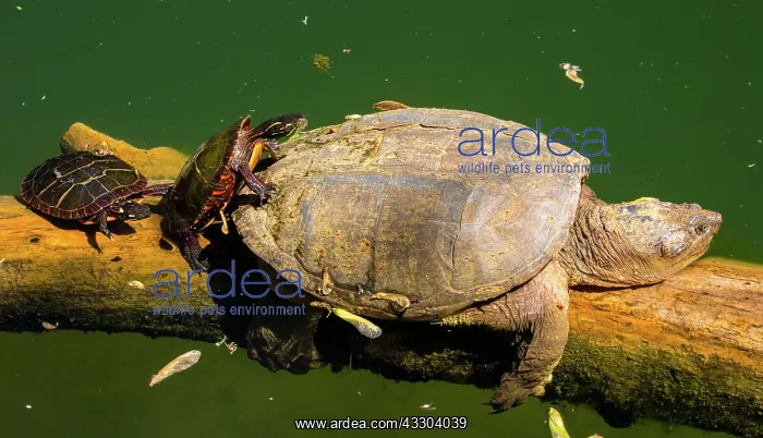: Snapping turtle, Chelydra serpentina, and painted : Snapping turtle, Chelydra serpentina, and painted