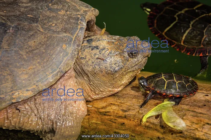 : Snapping turtle, Chelydra serpentina, and painted : Snapping turtle, Chelydra serpentina, and painted